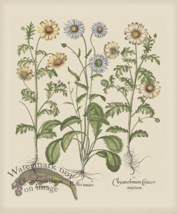 Besler 209 Colored B2